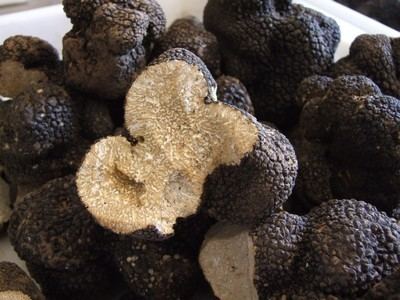 Tuber aestivum Black truffles directly from Ayme truffle in France Tuber aestivum