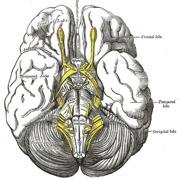 Tuber cinereum