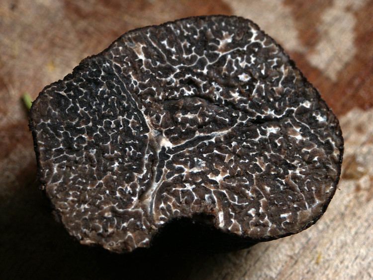Tuber (fungus) The Biology Behind Prized Pricey Truffles