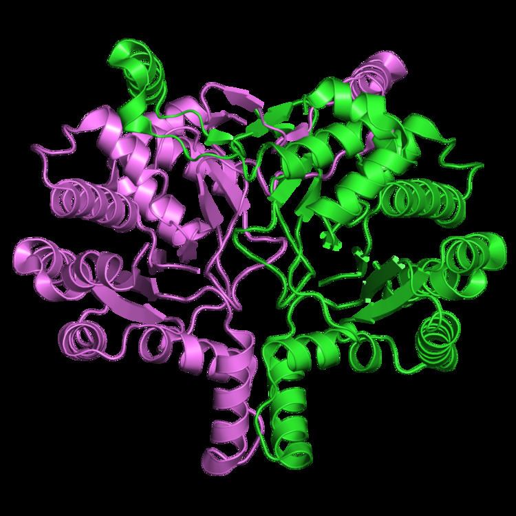 Tuberculosinol synthase