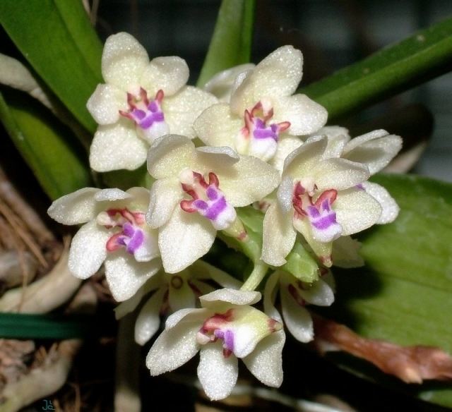 Tuberolabium Rare orchid species Blooming Tuberolabium kotoense Details