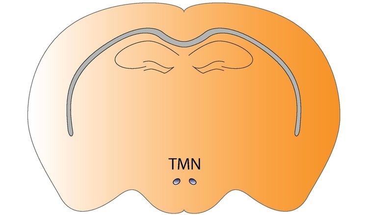 Tuberomammillary nucleus