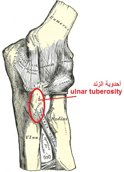 Tuberosity of the ulna