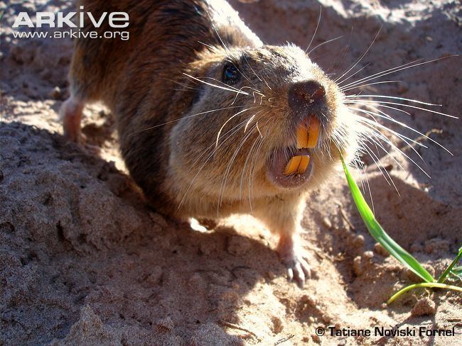 Tuco-tuco Southern tucotuco videos photos and facts Ctenomys australis