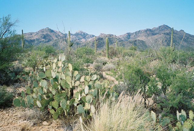 Tucson, Arizona Beautiful Landscapes of Tucson, Arizona