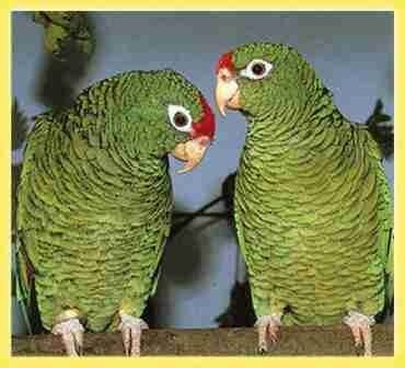 Tucumán amazon Tucuman Amazon Parrot Parrots breeding pet talking