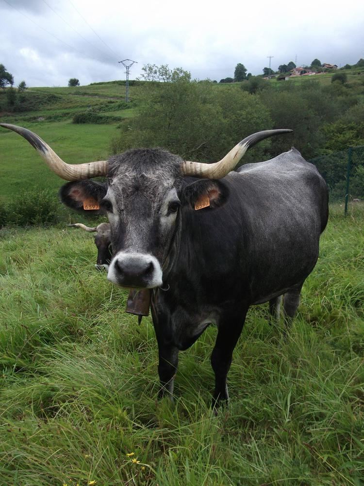 Tudanca cattle Tudanca Cattle Northern Spain pics