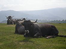 Tudanca cattle httpsuploadwikimediaorgwikipediacommonsthu
