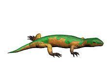 Tuditanus httpsuploadwikimediaorgwikipediacommonsthu