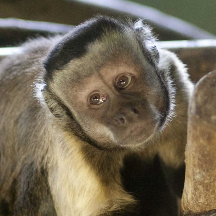 Tufted capuchin Brown Capuchin Monkeys Living Links