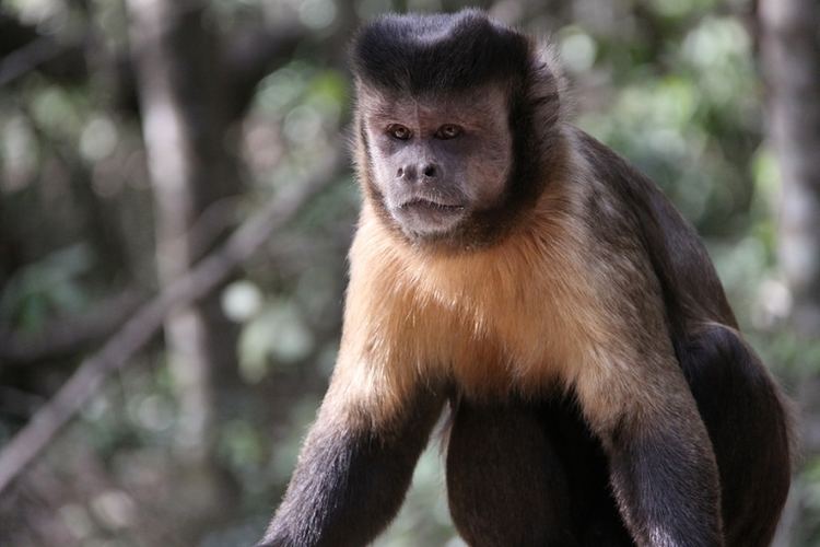 Tufted capuchin Change partners for the capuchin social event of the year Nature