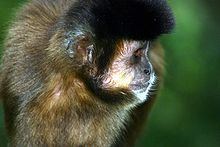 Tufted capuchin httpsuploadwikimediaorgwikipediacommonsthu