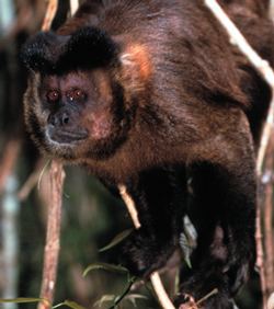 Tufted capuchin Primate Factsheets Tufted capuchin Cebus apella Taxonomy