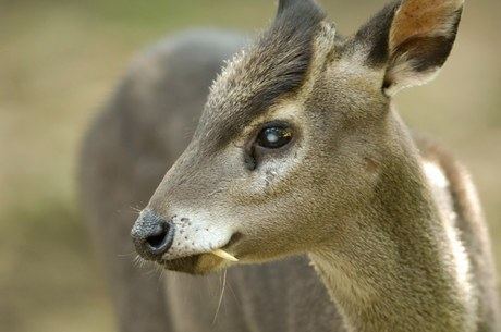 Tufted deer PAS 6 Tufted Deer Biodiversity