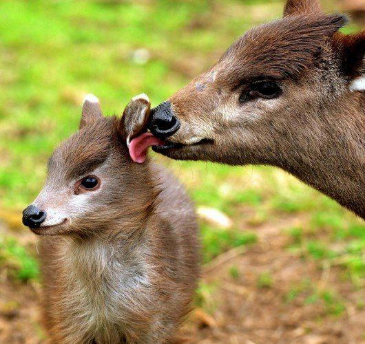 Tufted deer Rare Fangtastic Tufted Deer Shocks With Its Huge Canines