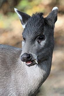 Tufted deer httpsuploadwikimediaorgwikipediacommonsthu