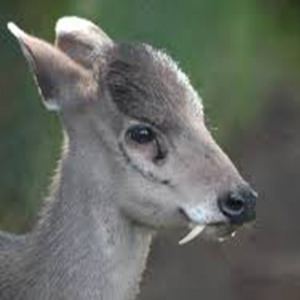 Tufted deer Western Tufted Deer Fact Sheet racinezooorg