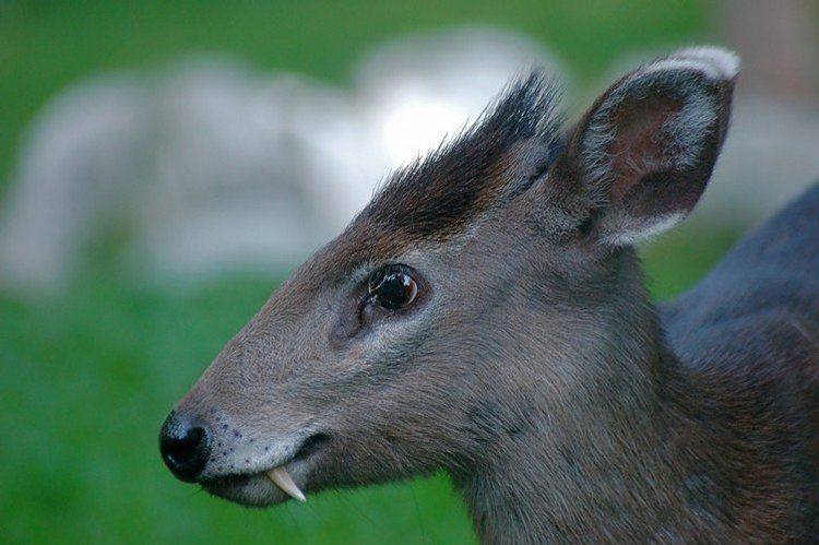 Tufted deer Rare Fangtastic Tufted Deer Shocks With Its Huge Canines
