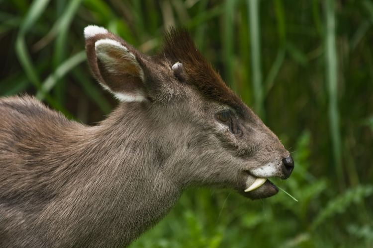 Tufted deer Tufted deer Mammals you didn39t know existed From the Grapevine