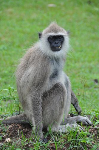 Tufted gray langur Tufted Gray Langur observed by zieak on December 24 2012