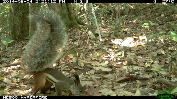 Tufted ground squirrel Tufted Ground Squirrel Hose39s Civet amp Small Carnivore Project Borneo