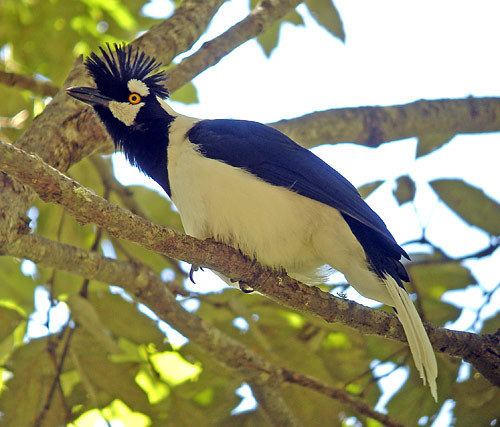 Tufted jay BirdQuest The Ultimate in Birding Tours