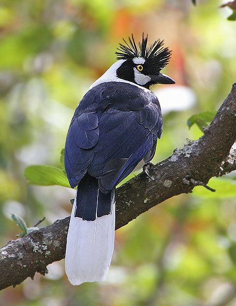Tufted jay Surfbirds Online Photo Gallery Search Results
