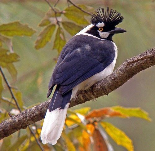 Tufted jay Tufted Jay Mexico For the Birds Pinterest Mexico Galleries