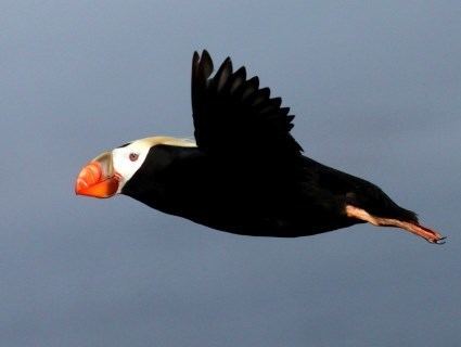 Tufted puffin Tufted Puffin Identification All About Birds Cornell Lab of