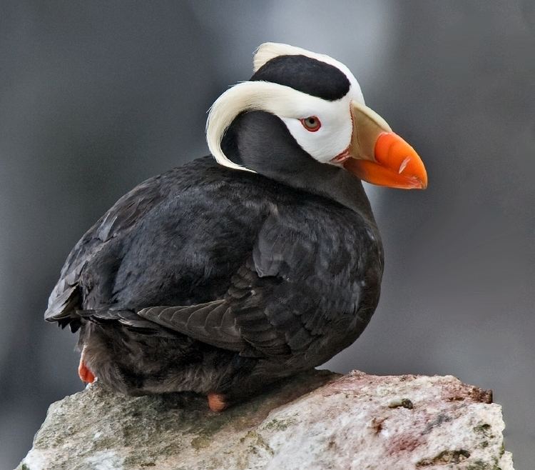 Tufted puffin Tufted puffin Wikipedia