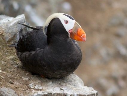 Tufted puffin Tufted Puffin Identification All About Birds Cornell Lab of