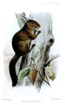 Tufted pygmy squirrel httpsuploadwikimediaorgwikipediacommonsthu
