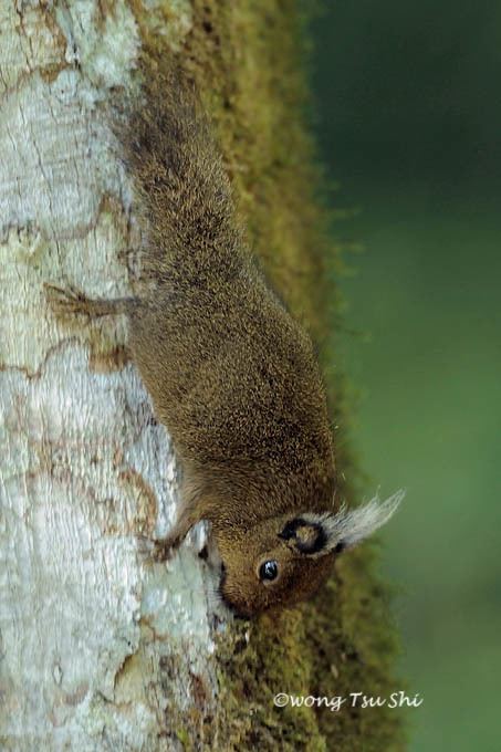 Tufted pygmy squirrel Species Sheet Mammals39Planet