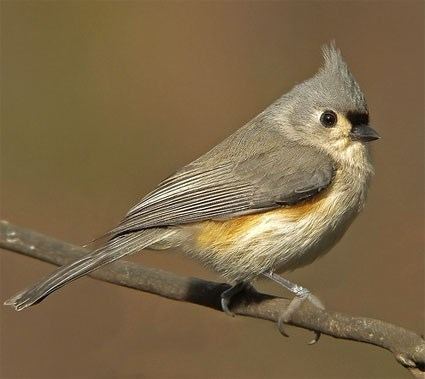 Tufted titmouse httpswwwallaboutbirdsorgguidePHOTOLARGEtu