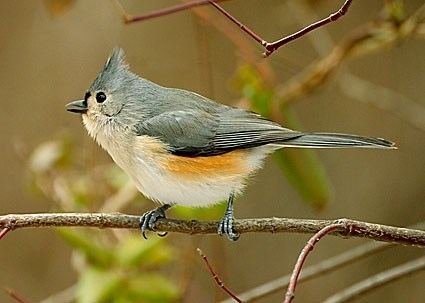 Tufted titmouse Tufted Titmouse Identification All About Birds Cornell Lab of