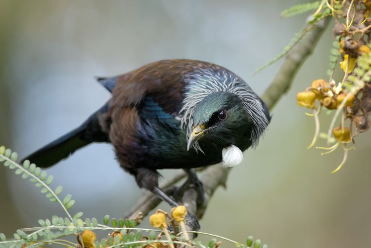 Tui (bird) Tui New Zealand Birds Online