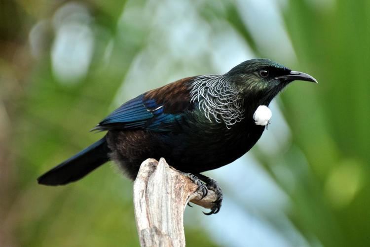 Tui (bird) Tui New Zealand Birds Online