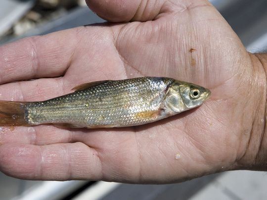 Tui chub Tui chub in Diamond Lake Oregon Fishing Forum