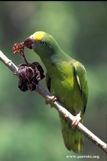 Tui parakeet Tui Parakeet World Parrot Trust