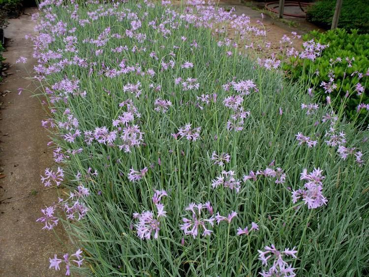 Tulbaghia Tulbaghia violacea Tricolor Variegated quotSociety Garlicquot gophers