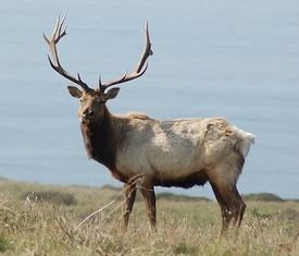 Tule elk - Alchetron, The Free Social Encyclopedia