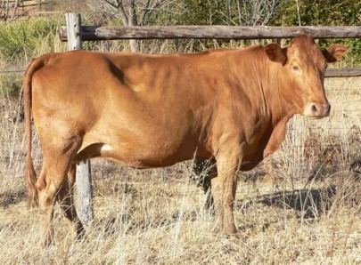 Tuli cattle NEWS