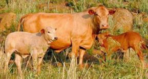 Tuli cattle Breeds Tuli The Cattle Site
