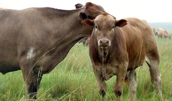 Tuli cattle raueasycomwpcontentuploads201604Tulianimal