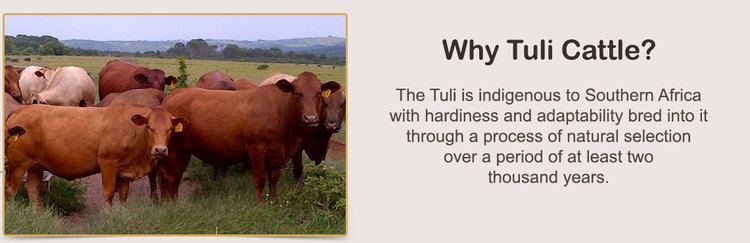 Tuli cattle Tuli Cattle The Intelligent Choice