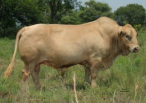 Tuli cattle Purebred Reference Sires Lukefahr Cattle Ranch