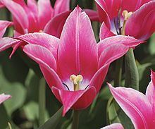 Tulip Tulip Wikipedia