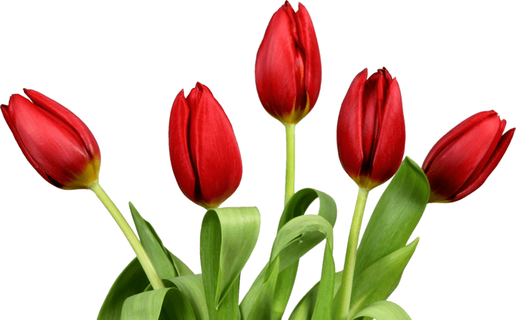 Tulip Alchetron, The Free Social Encyclopedia