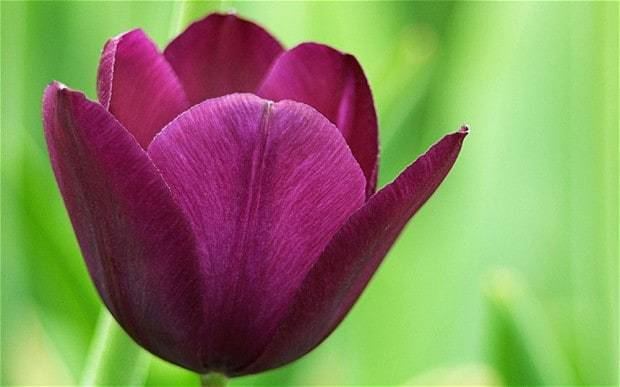 Tulip 10 best perennial tulips Telegraph