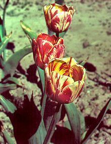 Tulip breaking virus httpsuploadwikimediaorgwikipediacommonsthu